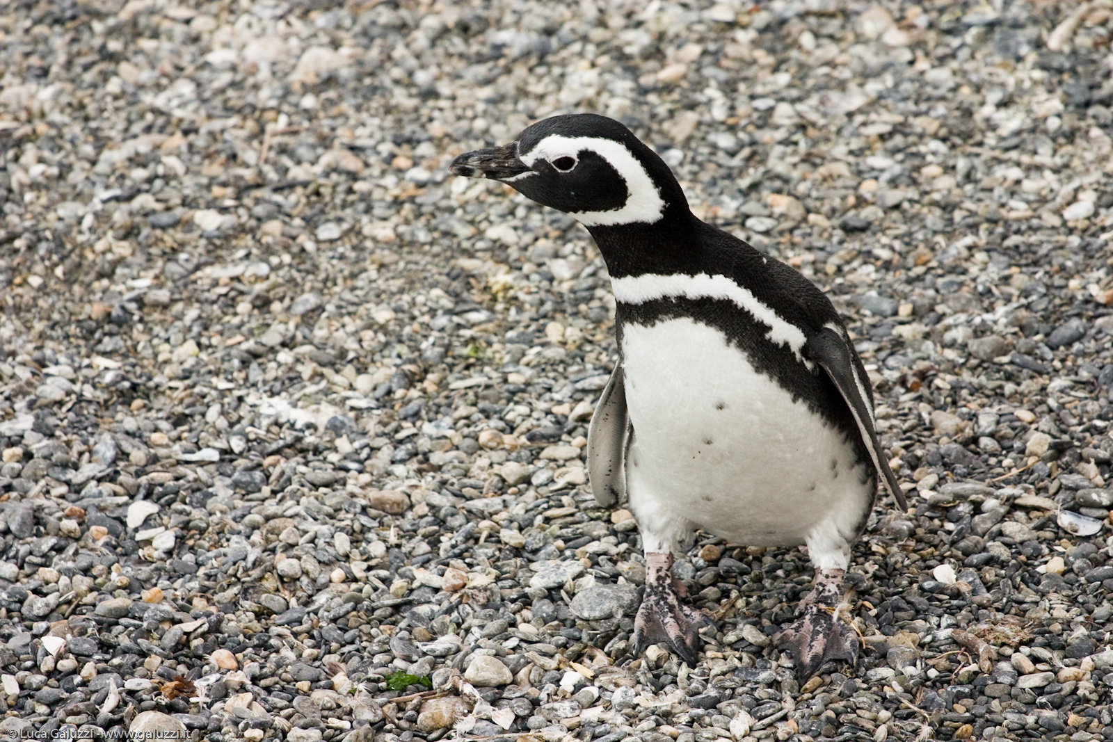 Isla de La Pinguinera