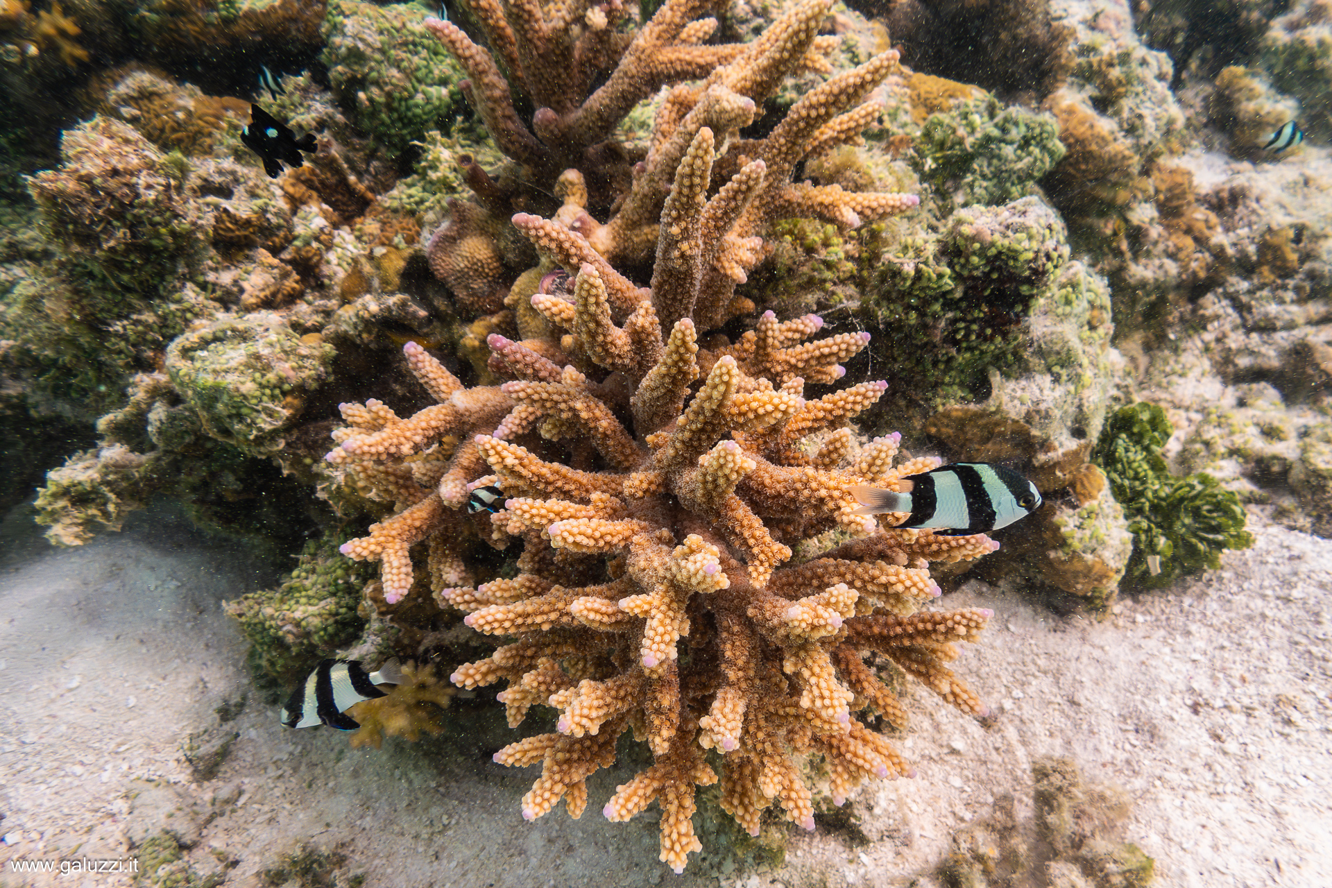 Popola le barriere coralline, spesso in associazione con formazioni di coralli del genere Acropora.