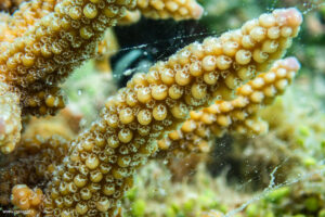 Corallo acropora gemmifera