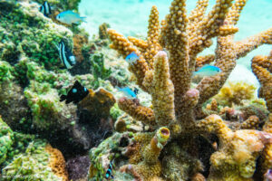 Coralli acropora cervicornis