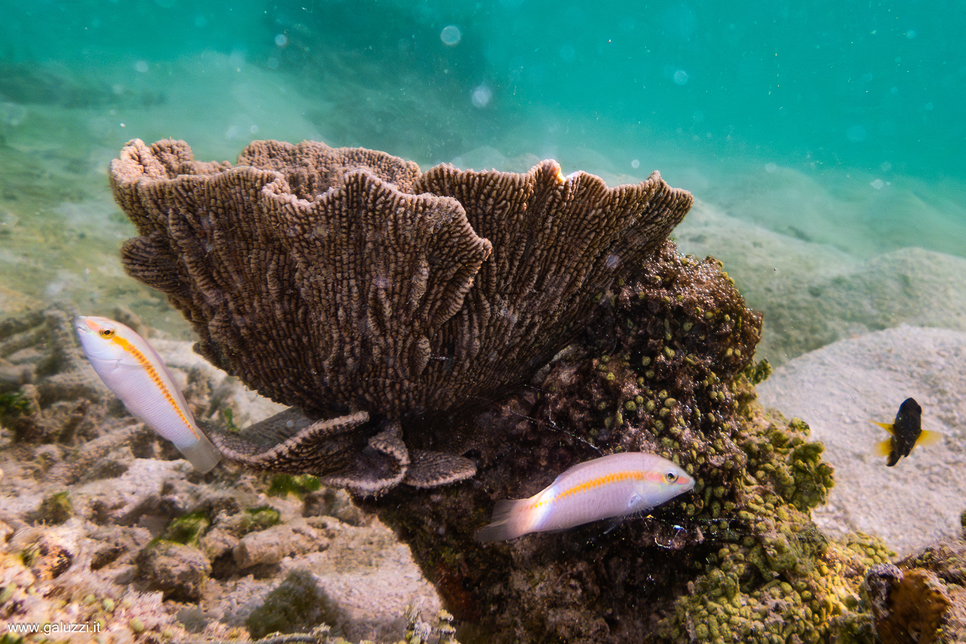 L'Acropora clathrata, comunemente conosciuta come corallo tavola reticolare