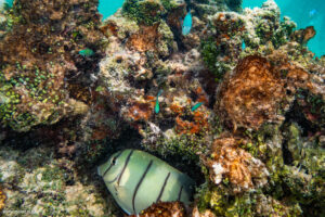 Pesce chirurgo pentastriato (Acanthurus triostegus)