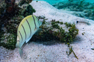 Pesce chirurgo pentastriato (Acanthurus triostegus)