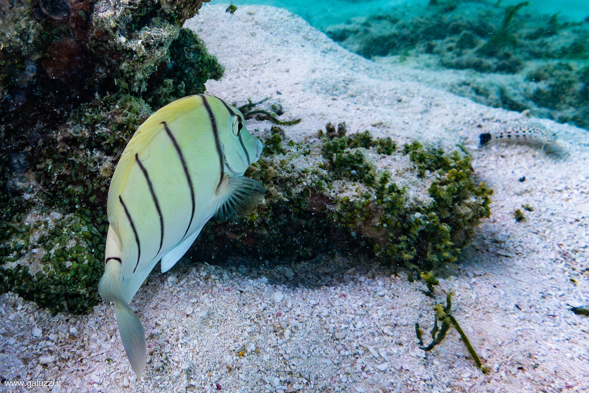 Pesce chirurgo pentastriato (Acanthurus triostegus)