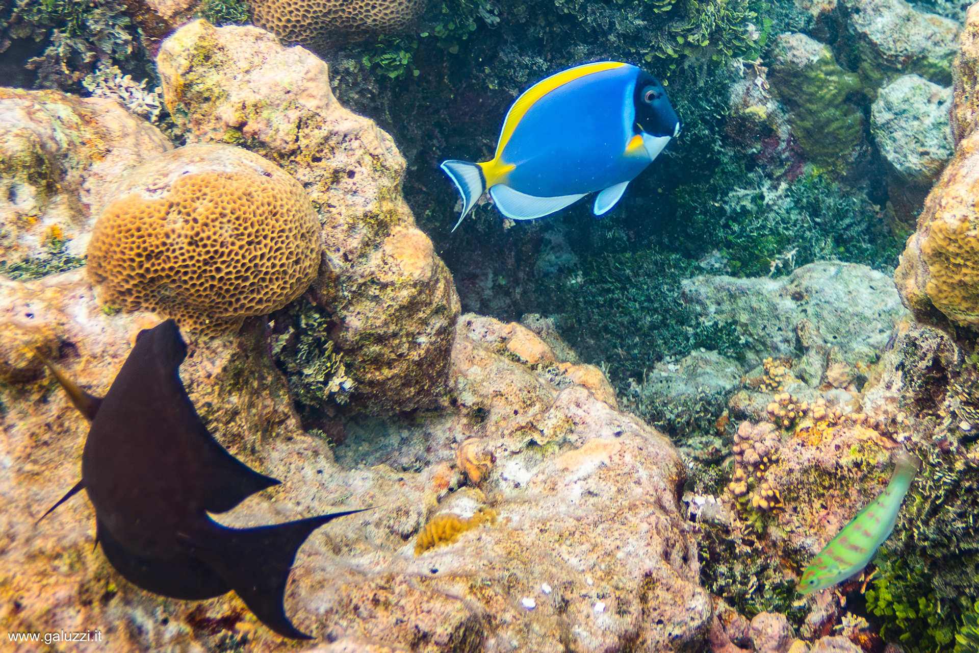 Pesce Balestra Nero e Pesce Chirurgo Blu