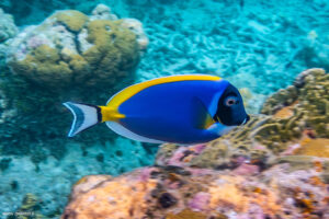 Pesce Chirurgo Blu (Acanthurus Leucosternon)